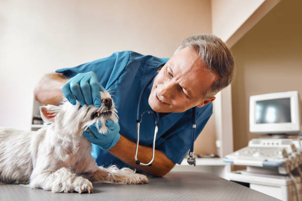 Best Same-Day Emergency Dental Services in Richmond, UT